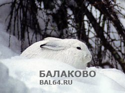 В Саратовской области на три года введен запрет на добычу зайца беляка.