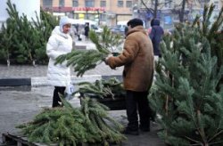 В Балаково с 10 декабря работают елочные базары.